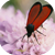 Bugged