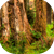 Hoh Rainforest