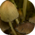 Mushrooms