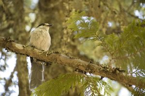 Bird Bird on a branch