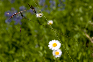 Meadow